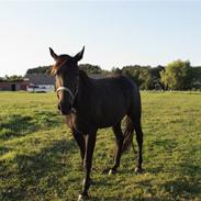 Traver Noa Crown (solgt)R.I.P