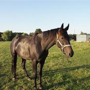 Traver Noa Crown (solgt)R.I.P