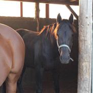 Traver Noa Crown (solgt)R.I.P