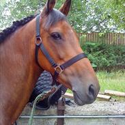Welsh Cob (sec D) Ciska
