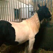 Irish Cob Romanys Cashel