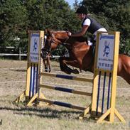 Anden særlig race schamrock (†09)