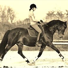 Dansk Varmblod Chi-Chi