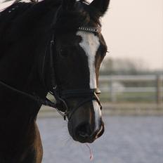 Dansk Varmblod Chi-Chi