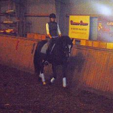 Dansk Varmblod Chi-Chi