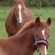 Frederiksborg Cu'zqu C  