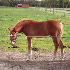 Frederiksborg Cu'zqu C  