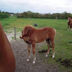 Frederiksborg Cu'zqu C  