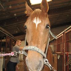 Anden særlig race Trigger (SOLGT)