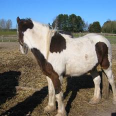 Irish Cob Apollo