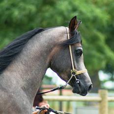 Arabisk fuldblod (OX) Al Ja'caar