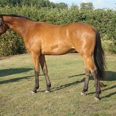 Oldenborg Sanddallunds paloma