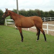 Oldenborg Sanddallunds paloma