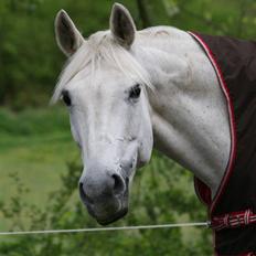 Svensk Varmblod Ellendorotea ( Elle )