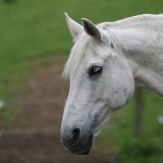 Svensk Varmblod Ellendorotea ( Elle )