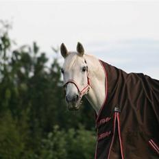 Svensk Varmblod Ellendorotea ( Elle )