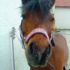 Anden særlig race Starlight * tidl passer *