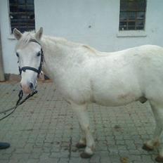 Anden særlig race Jack (SAVNET) 