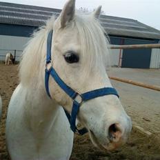 Anden særlig race Jack (SAVNET) 