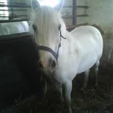 Anden særlig race Jack (SAVNET) 