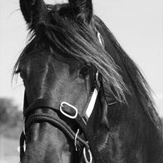 Frieser Chelly<3
