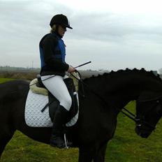 Dansk Varmblod Lancia skude 955