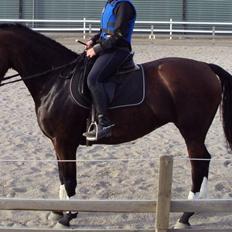 Dansk Varmblod Lancia skude 955