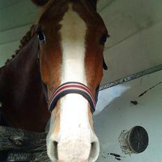 Anden særlig race Cabbano Sunlight*givet bort<3*