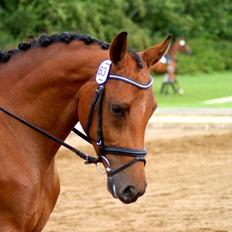 Dansk Varmblod Holstegårds Picachia 