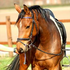Dansk Varmblod Holstegårds Picachia 