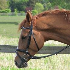 Dansk Varmblod Merry Dance