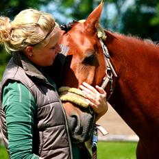Tysk Sportspony Gladstone (Sten)