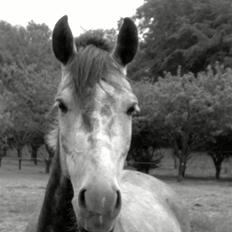 Anden særlig race Bastiansborgs Barney <3