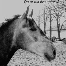 Anden særlig race Bastiansborgs Barney <3