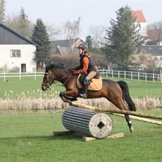 Welsh Pony (sec B) Stubbumgårds Tobias (Mac Million)