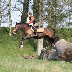 Welsh Pony (sec B) Stubbumgårds Tobias (Mac Million)