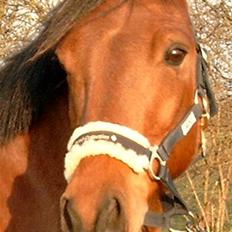 New Forest Terminator  R.I.P.