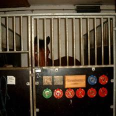 New Forest Terminator  R.I.P.