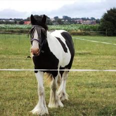 Irish Cob Romanys Cashel