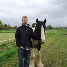 Irish Cob Romanys Cashel