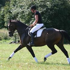 Fuldblod (XX) Naval Prince (IRE)