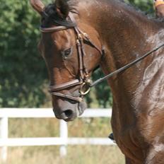 Fuldblod (XX) Naval Prince (IRE)