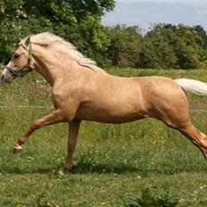 Palomino Pearls Trigger