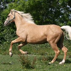 Palomino Pearls Trigger