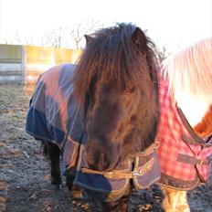 Shetlænder Blackie