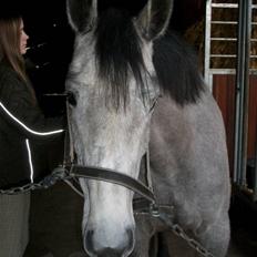 Anden særlig race Medina  - Tilligere part