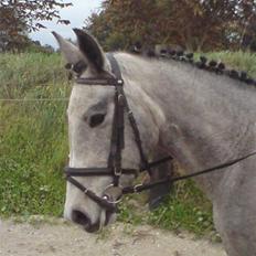 Anden særlig race Medina  - Tilligere part