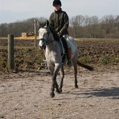 Anden særlig race Medina  - Tilligere part
