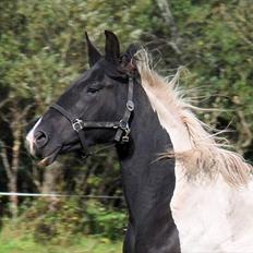 Pinto Ravnholts Carlos 