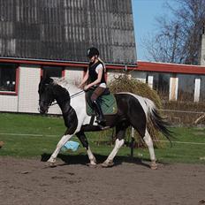 Pinto Ravnholts Carlos 